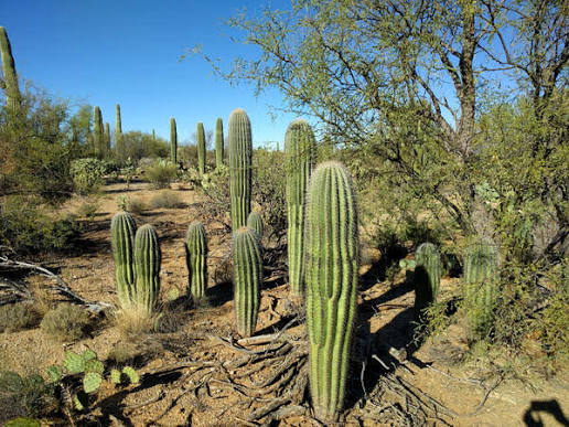 Open basin-and-range high desert country near the Superstition Mountains